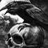 Alchemy Carta Poe's Raven Moto E5 Play Skin